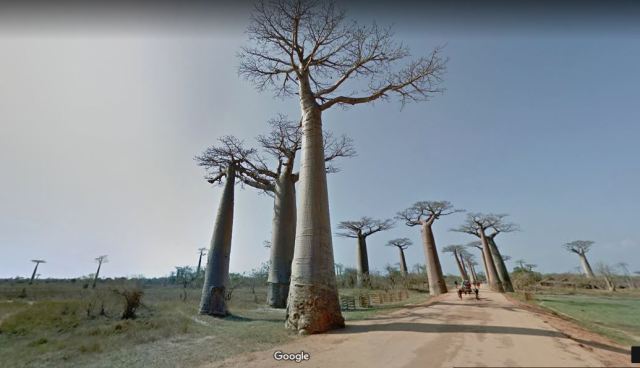 Baobab trees in Madagascar